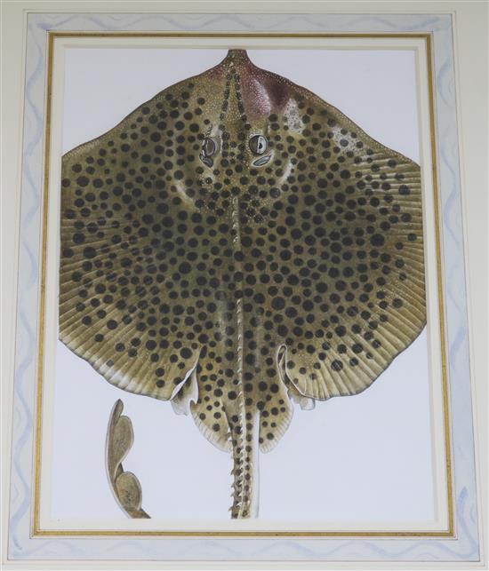 Charlotte Knox, watercolour of a spotted ray, 27 x 20cm